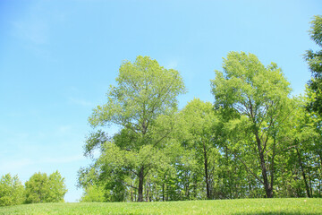 新緑の木々