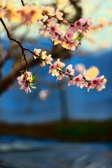 In full bloom in the peach blossom