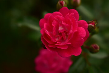赤いバラ