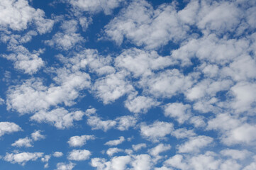 Obraz premium いわし雲