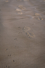 Crossing footprints of a bird and a man in the fine sand of the beach
