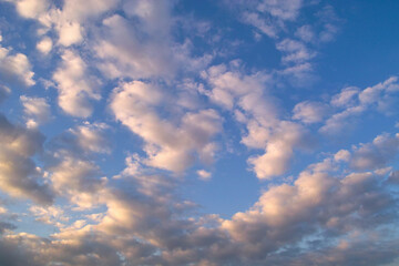 Obraz premium ひつじ雲