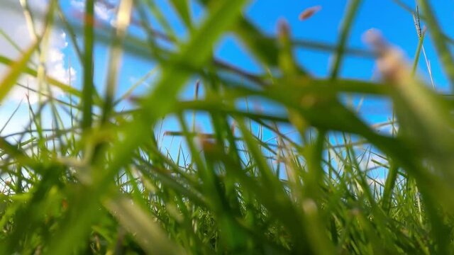 草をかき分けて走っていくイメージ