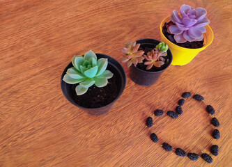 Obraz na płótnie Canvas Colorful Succulent Plant pots and a heart-shaped made of blackberries for a creative and beautiful spring background