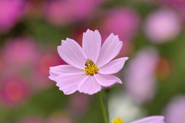 Fototapeta premium コスモス