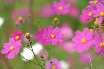 コスモス