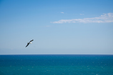 Fototapeta na wymiar Seagull flying over the turquoise water of the Mediterranean sea, Peniscola, Castellón, Spain