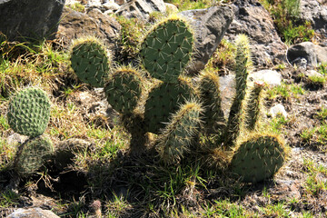 view of vegetation of desert ecosystem with nopales, cacti and cacti with thorns
