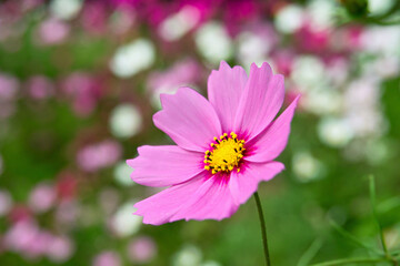 Fototapeta premium コスモス
