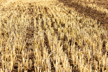 cut stubs of straw left in the field after harvesting
