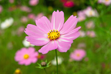 Obraz premium コスモス