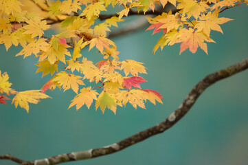 カエデの紅葉