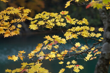 カエデの紅葉