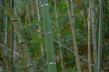 Obraz premium Inside view of a bamboo forest in emerald valley, in Anhui province, China.
