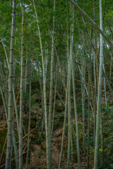 Inside view of a bamboo forest in emerald valley, in Anhui province, China.