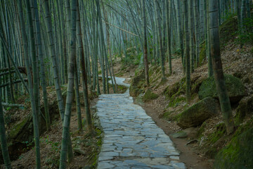 Inside view of a bamboo forest in emerald valley, in Anhui province, China.