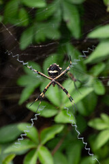 araña