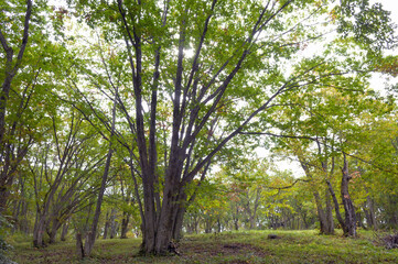 Fototapeta premium コナラの大木