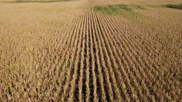 Drone flying low over ripe and faded corn field. Rural scenery, farm.  
Summer autumn season. Agriculture food production, plantation from up above, top view crop lines texture, farmland zooming out