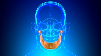 Obraz premium Human Skeleton Skull Mandible Bone Anatomy For Medical Concept