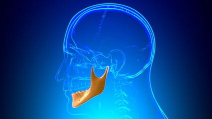 Human Skeleton Skull Mandible Bone Anatomy For Medical Concept