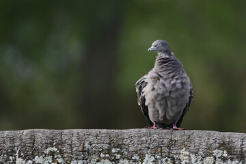 Spot-winged pigeon (Patagioenas maculosa) perching on a palm trunk