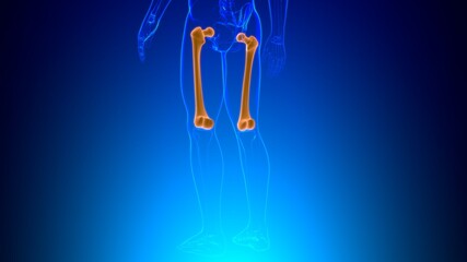 Human skeleton anatomy Femur Bone 3D Rendering