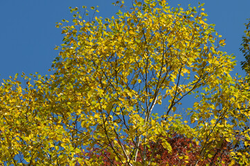 ダケカンバの紅葉