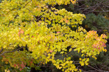 カエデの紅葉