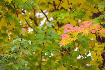 カエデの紅葉