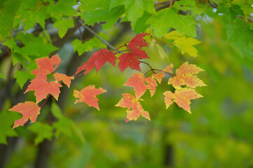 カエデの紅葉