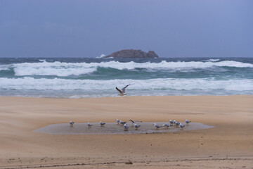 Seabirds resting in a puddle on the beach during a storm