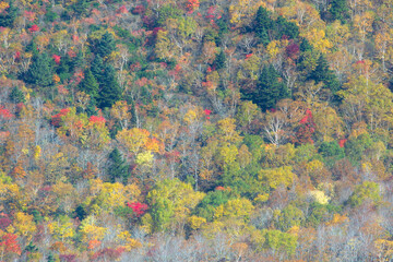 紅葉の山