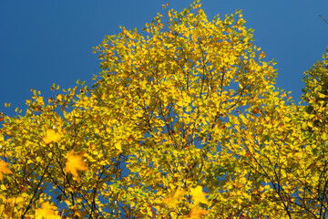 Fototapeta premium ダケカンバの紅葉