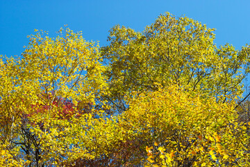 ダケカンバの紅葉