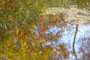 水面の紅葉
