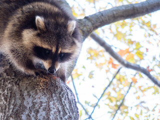 View of a wild northern american raccoon climbing down a tree