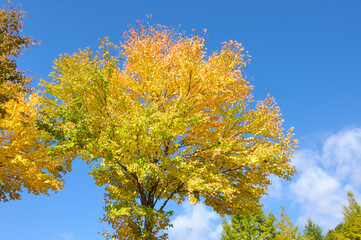 Naklejka premium カツラの紅葉