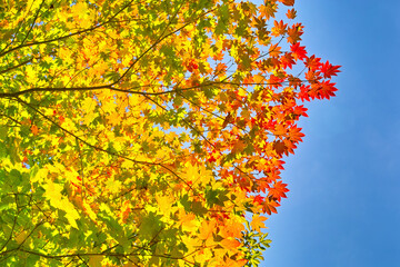 カエデの紅葉