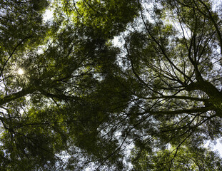 The view of the sky through the top of the trees 