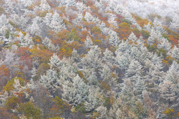 霧氷と紅葉