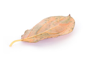 Fototapeta premium A yellow persimmon tree leaf on white background
