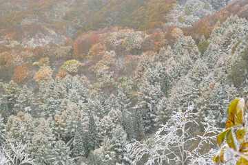 紅葉と霧氷