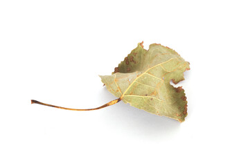 One autumn withered leaf on white background