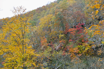 Fototapeta premium 紅葉