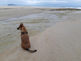 dog on the beach