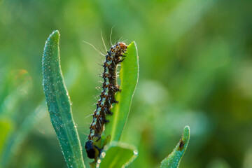 Caterpillar
