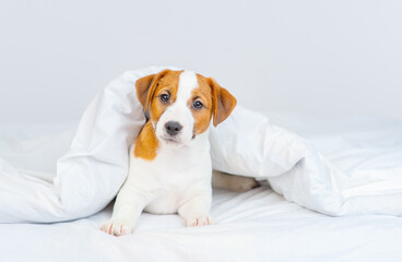 A small puppy of jack russell terrier breed looks out from under a large white blanket while lying on the bed at home