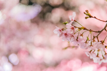 pink cherry blossom