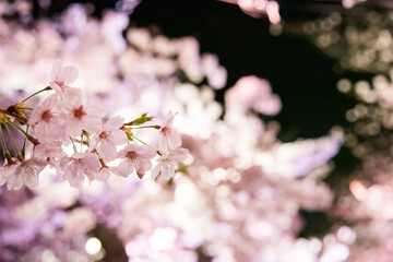 pink cherry blossom